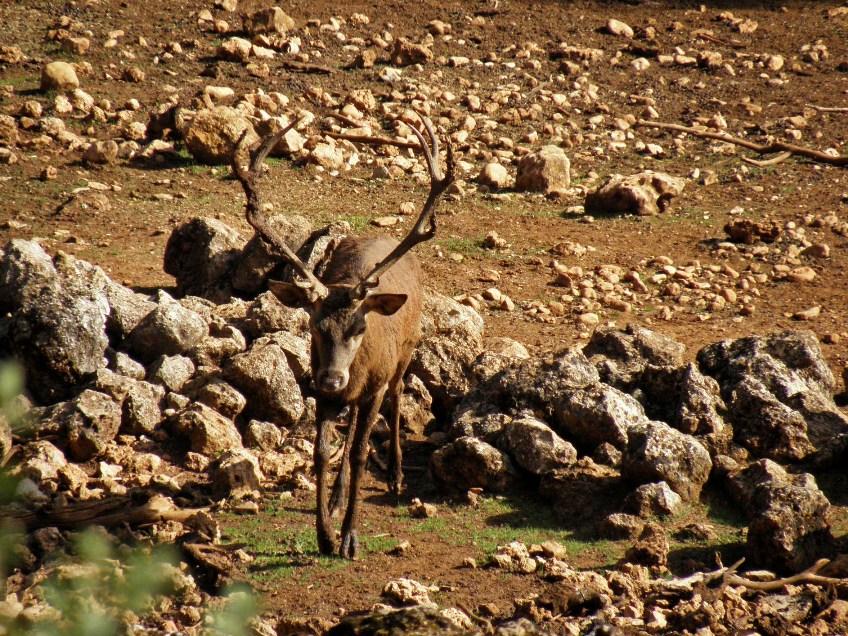 Parque Cinegético, Ciervo