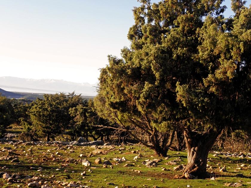 Enebros Centenarios Cazorla