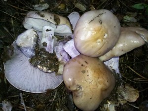 Seta de Pie Azul, lepista nuda. Sierra de Segura