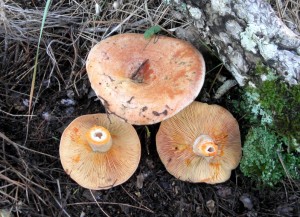 Níscalos, Sierra de Cazorla