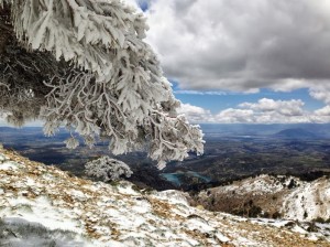 Cencellada, Cerro del Buitre, Sierra de Castril